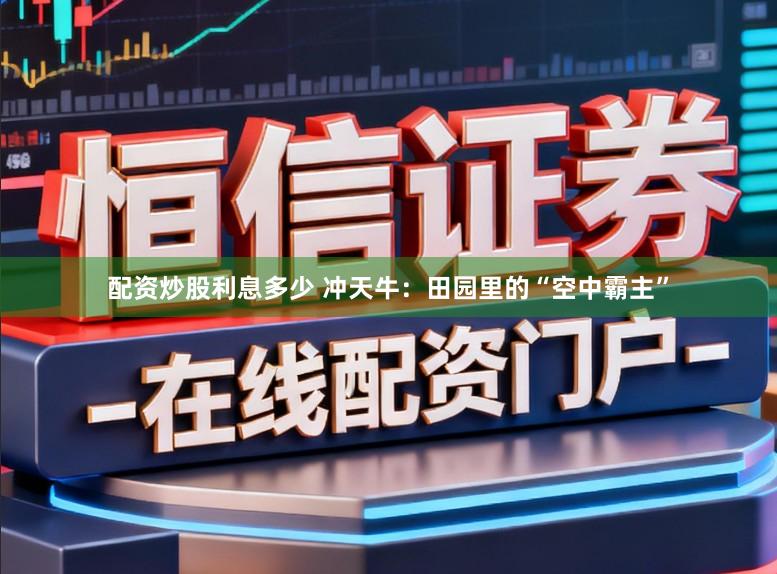 配资炒股利息多少 冲天牛：田园里的“空中霸主”